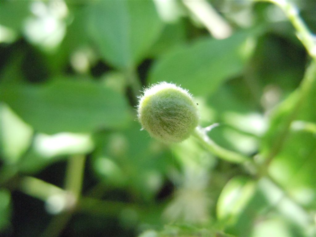 Clematis vitalba